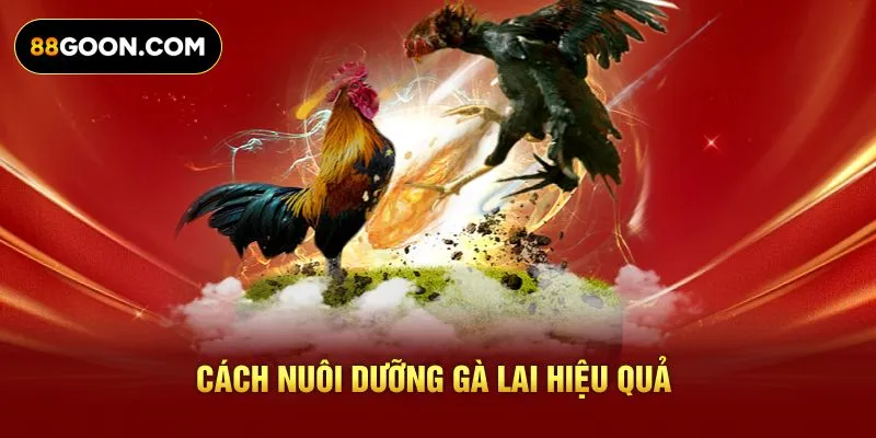 Cách nuôi dưỡng gà Lai hiệu quả
