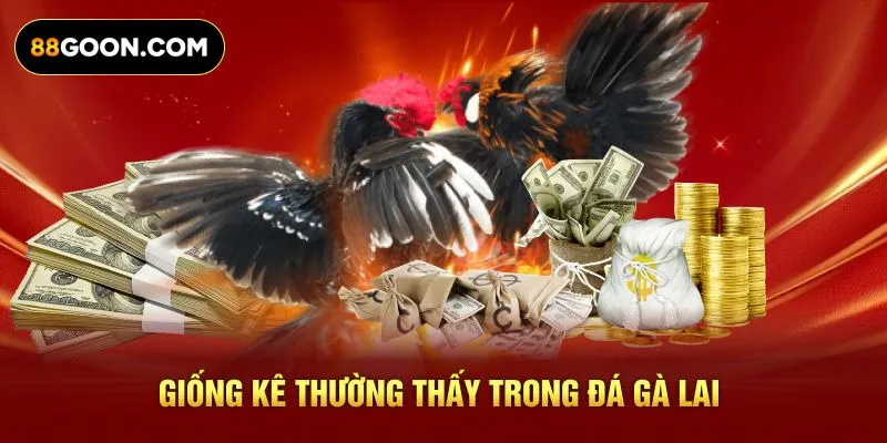 Giống kê thường thấy trong đá gà Lai