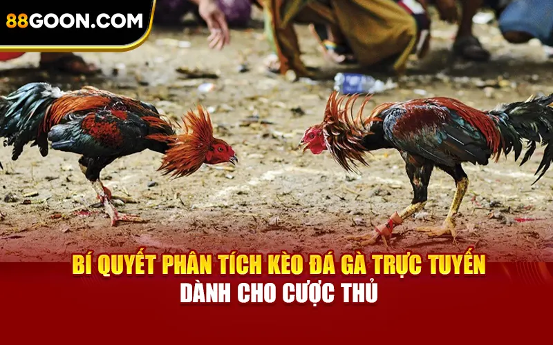 Bí quyết phân tích kèo đá gà dành cho cược thủ
