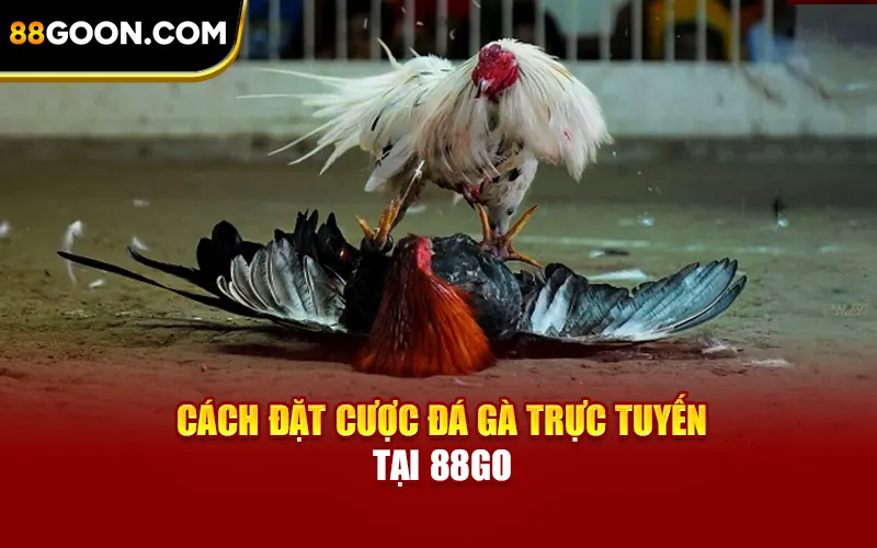 Cách đặt cược đá gà trực tuyến tại 88Go