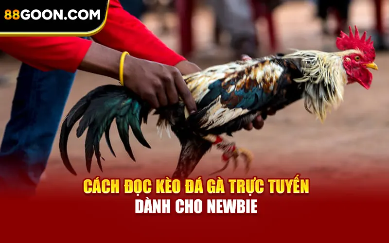 Cách đọc kèo đá gà trực tuyến dành cho newbie