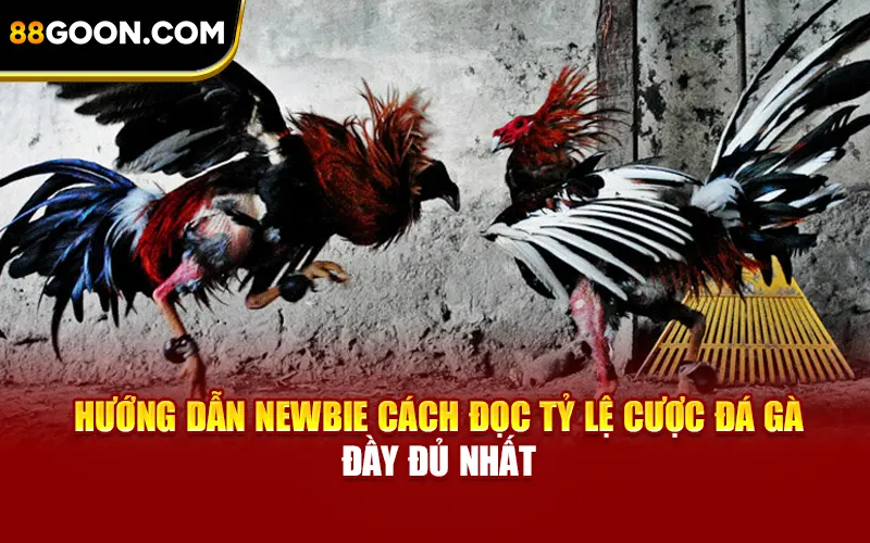 Hướng Dẫn Newbie Cách Đọc Tỷ Lệ Cược Đá Gà Đầy Đủ Nhất