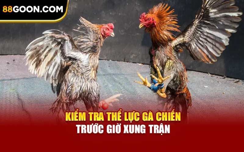 Kiểm tra thể lực gà chiến trước giờ xung trận
