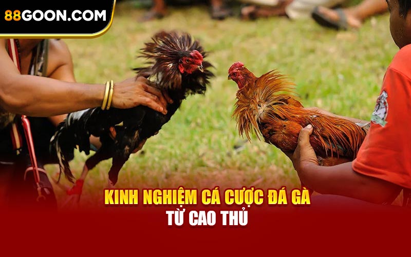 Kinh nghiệm cá cược đá gà từ cao thủ