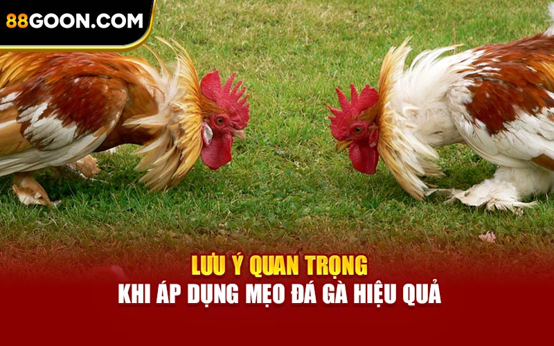 Lưu ý quan trọng khi áp dụng kinh nghiệm cá cược đá gà