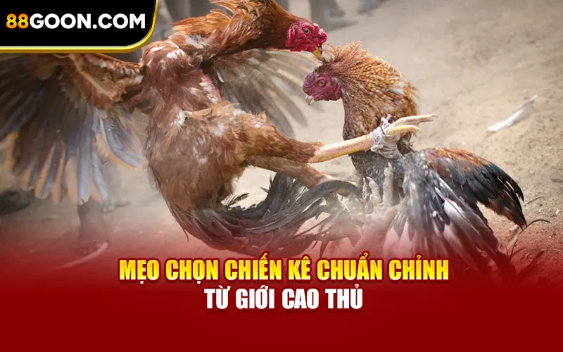 Mẹo chọn chiến kê chuẩn chỉnh từ giới cao thủ