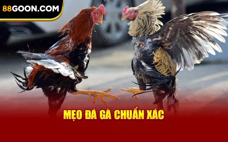 Mẹo cược đá gà chuẩn xác từ chuyên gia