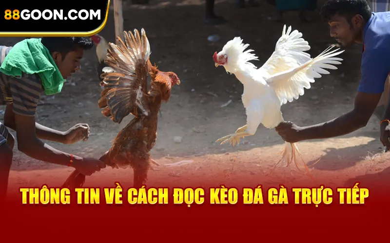 Thông tin về cách đọc kèo đá gà trực tiếp
