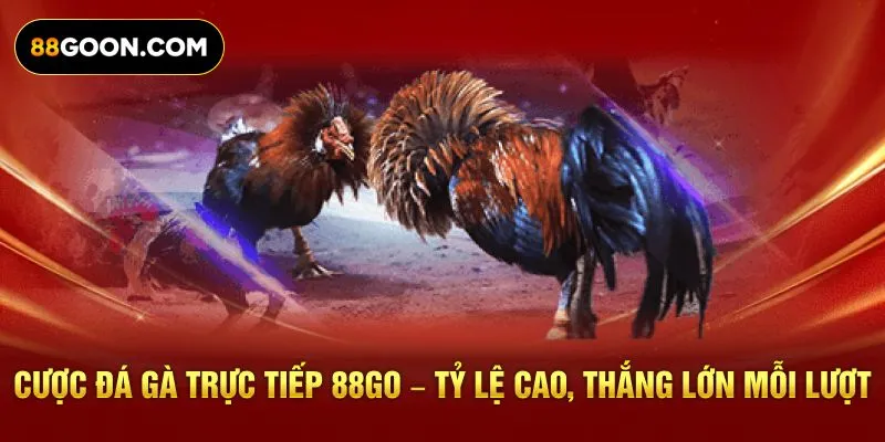 Cược Đá Gà Trực Tiếp 88GO – Tỷ Lệ Cao, Thắng Lớn Mỗi Lượt