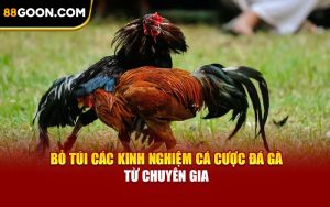 Bỏ Túi Các Kinh Nghiệm Cá Cược Đá Gà Từ Chuyên Gia