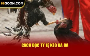 Cách Đọc Tỷ Lệ Cược Đá Gà