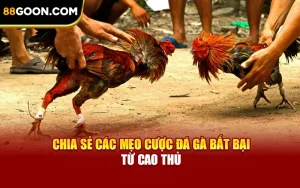 Chia Sẻ Các Mẹo Cược Đá Gà Bất Bại Từ Cao Thủ