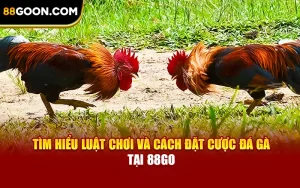 Tìm Hiểu Luật Chơi Và Cách Đặt Cược Đá Gà Tại 88Go