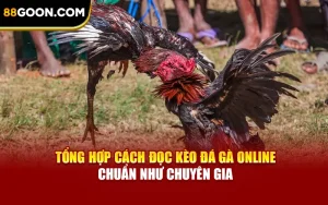 Tổng Hợp Cách Đọc Kèo Đá Gà Online Chuẩn Như Chuyên Gia